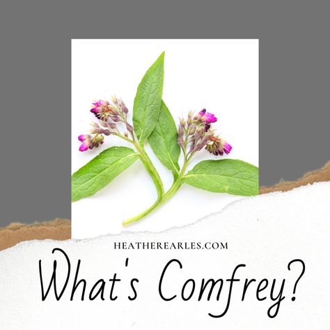 Comfrey Leaf Benefits, Benefits Of Comfrey, Comfrey Root Benefits, Comphrey Uses, Comfrey Oil Benefits, Comfrey Plant Benefits Of, Comfrey Recipes, Comfrey Salve Benefits, Comfrey Benefits