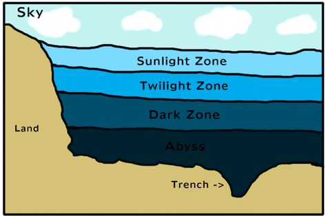 Twilight Zone Ocean, Zones Of The Ocean, Ecosystems Diorama, Biome Project, Ocean Diorama, Biomes Project, Classical Conversations Foundations, Ocean Zones, Mariana Trench