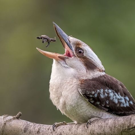 Bird Photographer | Australia on Instagram: “Laughing Kookaburra tossing his catch, Southwestern Snake Necked baby Turtle 🐢 #perth #westernaustralia #australia Nikon D500 with…” Eating Character, Laughing Kookaburra, Badass Pictures, Australian Birds, Baby Turtles, White Sharks, Funny Mother, Dog Eating, Colorful Birds