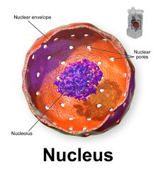 A cell nucleus looks similar to the molten core of the earth. Which both are the vessels to support its structure.  A nucleus contains genetic material packed into chromosome, and it is associated with other organelles that function in the production of amino acids and proteins based on what the genetic material dictates. Cell Nucleus, Molten Core, Nuclear Membrane, Cell Transport, Prokaryotic Cell, Cells Project, Cell Organelles, Eukaryotic Cell, Animal Cell