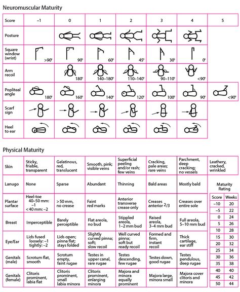 Gestational Age - Pediatrics - MSD Manual Professional Edition Baby Growth In Womb, Conception Date, Basal Body Temperature, Baby Growth Chart, Physical Examination, Pain Scale, Gestational Age, Baby Nurse, Pediatric Nurse