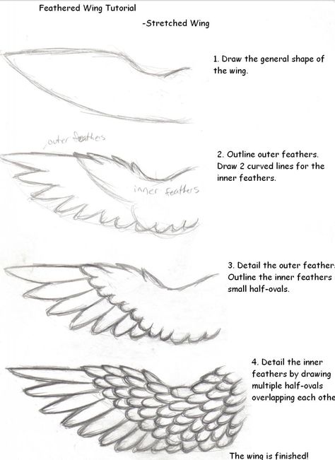 Wolf Outline Drawing, How To Draw Wings, Drawing Wolves, Wolf Outline, Draw Wings, Step By Step Sketches, Wings Sketch, Angel Wings Drawing, Anime Wolf Drawing