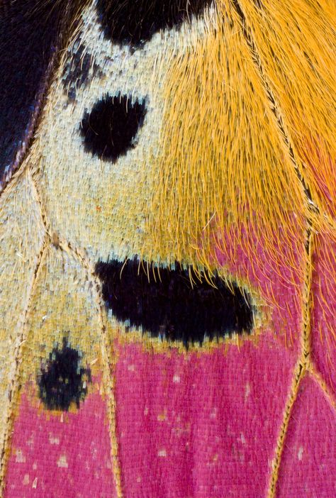 Butterfly wing..I believe this to be a Moth Wing do to the gold hair that's visible in the photo. Animals Texture, Butterflies Wings, Macro Photography Butterfly, Moth Wing Close Up, Pink Butterfly Wings, Zoomed In Butterfly Wing, Butterfly Wing Painting, Butterfly Close Up, Colourful Butterfly