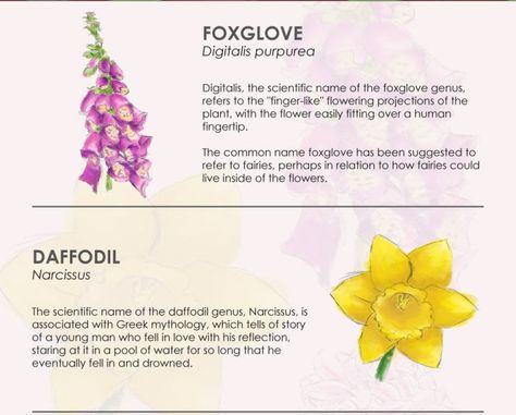 Country Living Magazine UK: The meanings behind your favourite flower names Foxglove Flower Meaning, Foxglove Meaning, Flowers And Their Meanings, Floral Photos, Pagan Beliefs, Australian Flowers, Paint Flowers, Country Living Magazine, Sleeve Ideas