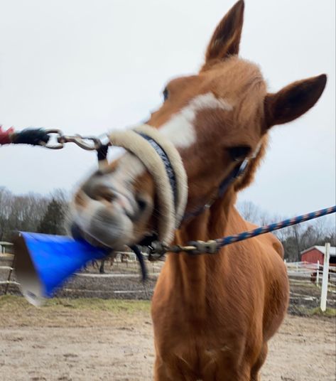 Chestnut Horse Aesthetic, Chestnut Horses, Horse Background, Horsey Life, Equestrian Aesthetic, Cute Horse Pictures, Horse Aesthetic, Chestnut Horse, Funny Horse