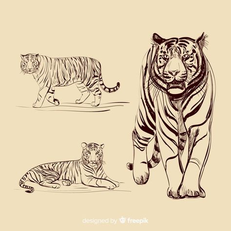 Tiger Outline, Basic Art Techniques, Animals Tiger, Tiger Walking, Side Character, Panthera Tigris, Tiger Drawing, Zine Design, Animal Guides