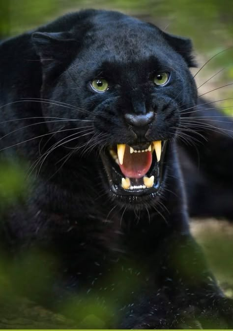 Black Panther Animal, Black Jaguar Animal, Big Cat Species, Jaguar Panther, Black Panther Cat, Panther Pictures, Black Panther Tattoo, Panther Cat, Jaguar Animal