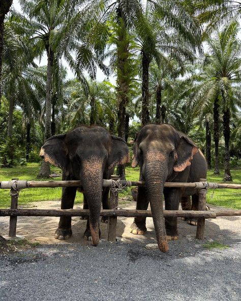 Krabi duuuump🦀🥭🌺 Krabi Elephant Sanctuary, Thailand Holiday Aesthetic, Krabi Aesthetic, Thailand Elephant Sanctuary, Elephant Sanctuary Thailand, South Of France Itinerary, Jungle Kingdom, Elephant Thailand, Elephants In Thailand