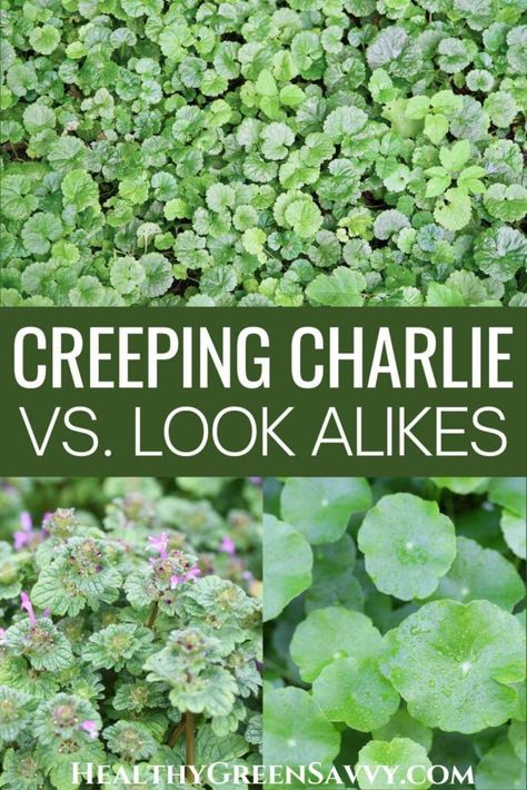 Creeping Charlie Look Alikes {Ground Ivy Identification} Glechoma Hederacea, Creeping Charlie, Ground Ivy, Foraging Guide, Herb Guide, Medicinal Wild Plants, Mustard Plant, Look Alikes, Mother Earth Living