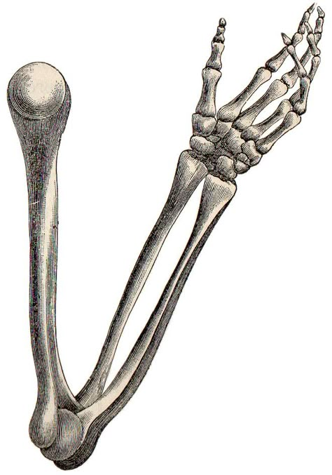 Bone Drawing, Arm Anatomy, Skeleton Arm, Human Skeleton Anatomy, Arm Bones, Arm Drawing, Skeleton Anatomy, Skeleton Drawings, Human Anatomy Drawing