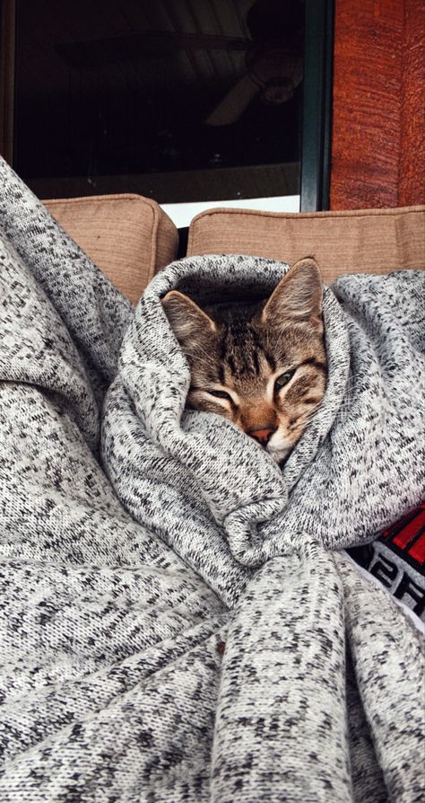 Snuggle Aesthetic, Cat In A Blanket, Cat Snuggles, Classic Mansion, Family Gratitude, Autumn Birthday, Winter Arc, Precious Animals, Snuggle Blanket