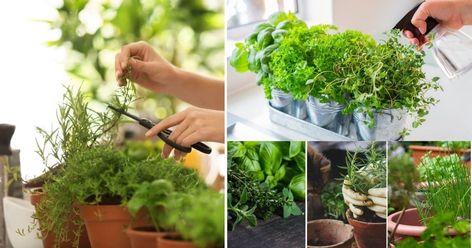 10 Things Smart Gardeners Do In January - Gardening Grow Light Herb Garden, Indoor Gardening With Grow Lights, Herbs You Can Grow Inside, Growing Herbs Indoors With A Grow Light, January Gardening, Growing Herbs Inside, How To Use Grow Lights For Seedlings, Allium Flowers, Growing Herbs Indoors