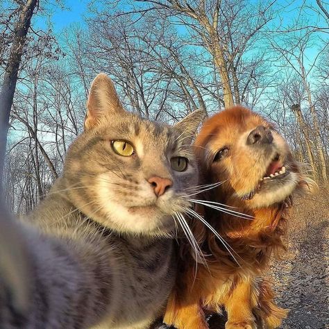 Animalsluxury on Instagram: “When your selfie game is strong 🐱😍 Tag a friend who loves taking selfies😜 Tag someone who may like this 🤗 📷@discovervacations” Cat Hug, Cat Selfie, Dog Selfie, Cat Icon, Cute Cats And Dogs, Funny Cat Videos, Pretty Cats, Funny Animal Pictures, Animals Friends