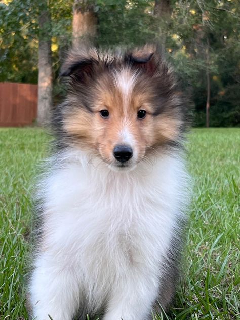 Caprock Shetland Sheepdogs Has Shetland Sheepdog Puppies For Sale In Pinehurst, TX Sheltie Puppies For Sale, Sheltie Puppies, Sheltie Puppy, Shetland Sheepdog Puppies, Puppy Find, Sheltie Dogs, Shetland Sheep, Herding Dogs, Shetland Sheepdog