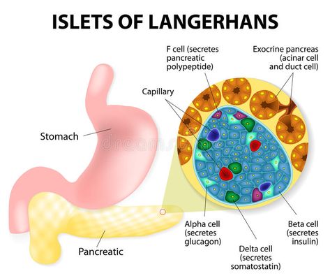 Islets of Langerhans. The islets of Langerhans are responsible for the endocrine , #AFF, #responsible, #endocrine, #function, #Islets, #Langerhans #ad Medical Training, Blood Glucose Levels, Medical Terms, Nursing Notes, Nursing Care, Surprising Facts, Free Illustration, Care Plans, Nursing Students