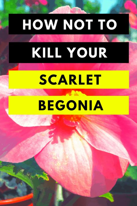 Scarlet Begonias, Powdery Mildew, Peat Moss, Green Thumb, Plant Care, Pretty Flowers, Scarlet, Soil, Plants