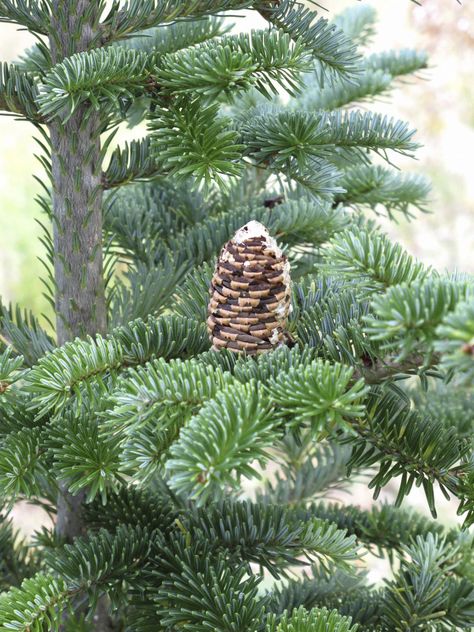 The fragrance of a Fraser fir immediately brings to mind the winter holidays. Have you ever thought of growing one as a landscape tree? Click this article for tips on Fraser fir tree care. Fraser Fir Tree, Homemade Christmas Ornaments For Kids, Christmas Tree Care, Fraser Fir Christmas Tree, Homemade Christmas Ornaments, Fresh Cut Christmas Trees, Christmas Ornaments For Kids, Harvest Farm, Live Christmas Trees