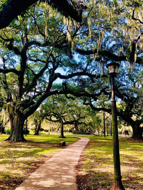 City Park New Orleans Photography, New Orleans Park, Nola Vacation, New Orleans Plantations, New Orleans Photography, New Orleans City Park, City Park New Orleans, Interview Rooms, New Orleans City