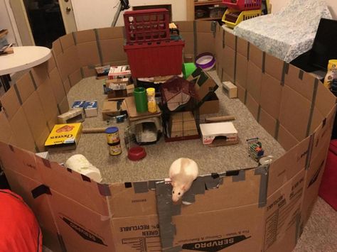 Shadow<3 Playpen Rat Playpen Ideas, Playpen Ideas Diy, Diy Play Pen, Rat Playpen, Rat Diys, Ferret Playpen, Rat Enrichment, Playpen Ideas, Rat Cage Diy