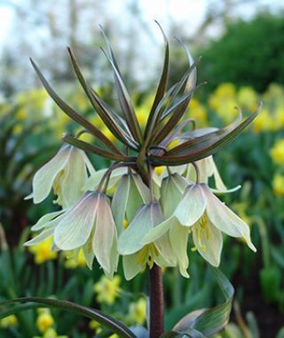 Fritillaria raddeana Bulbous Plants, Flower Bulb, Green Plum, Flowers Growing, Flower Bulbs, Garden Bulbs, Spring Bulbs, Rare Flowers, Wholesale Flowers