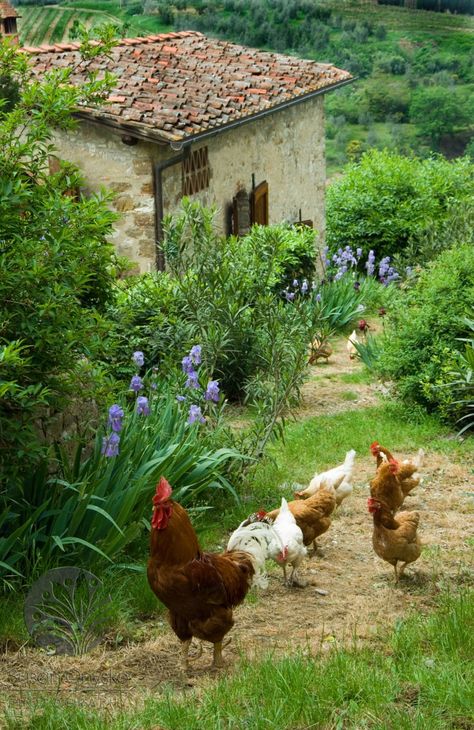 Chickens And Roosters, Country Scenes, Down On The Farm, Old Stone, Stone House, Chickens Backyard, The Grass, Country Life, Farm Life