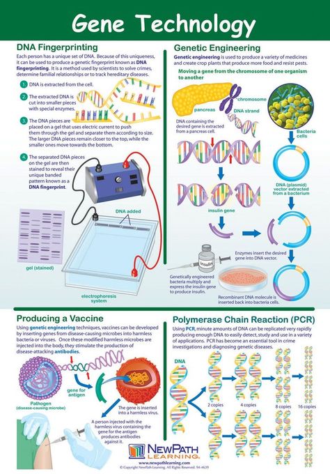 dna fingerprinting and genetic engineering Genetic Engineering Poster, Biotechnology Lessons, Genetics Activities, Dna Activities, Engineering Poster, Technology Poster, Dna Fingerprinting, Genetic Counseling, Dna Technology