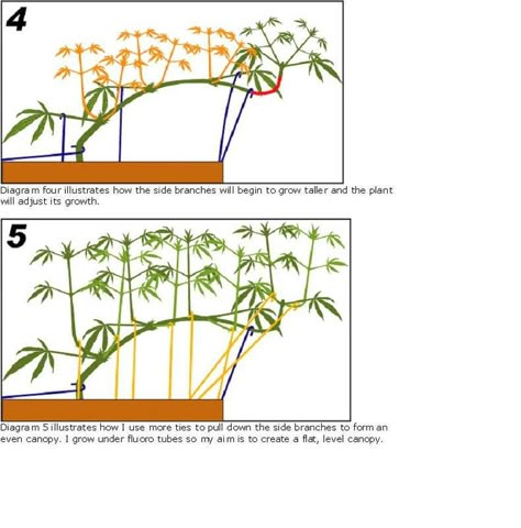 A Complete Guide to Topping, Training and Pruning | International Cannagraphic Magazine Forums Plant Training, How To Grow Taller, Mother Plant, Growing Indoors, Growing Herbs, Message Board, Medicinal Plants, Small Plants, How To Grow