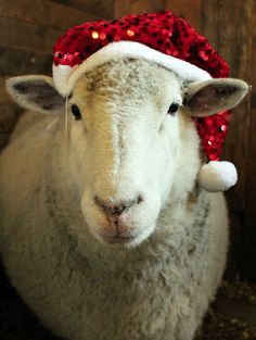 Christmas Critters, Sheep Christmas, Christmas Sheep, Counting Sheep, Sheep And Lamb, Santa's Little Helper, A Sheep, Pet Holiday, Noel Christmas