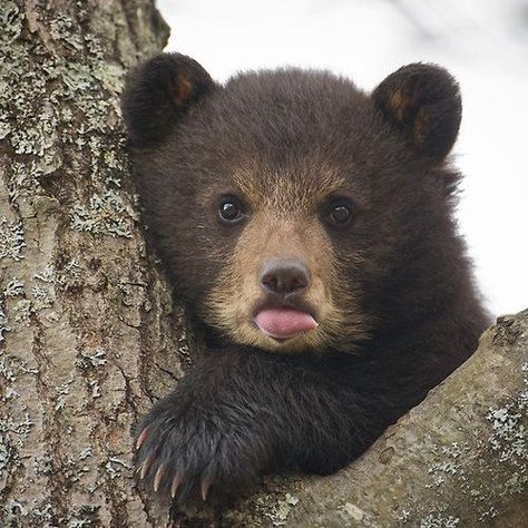 Unhaunted House and A Baby Bear | Content in a Cottage National Teddy Bear Day, Photo Ours, Bear Pictures, Bear Art, Bear Cubs, Baby Cartoon, Bear Stuffed Animal, Bear Cartoon, Sweet Animals