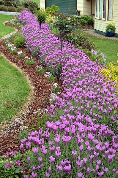 Lavandula The Princess Lavender - planted in front flower bed Landscaping For Small Yards, Raised Flower Bed, Front Flower Bed, Front Yard Flowers, Australian Garden Design, Front Flower Beds, Brick Patterns Patio, Small Japanese Garden, Yard Flowers