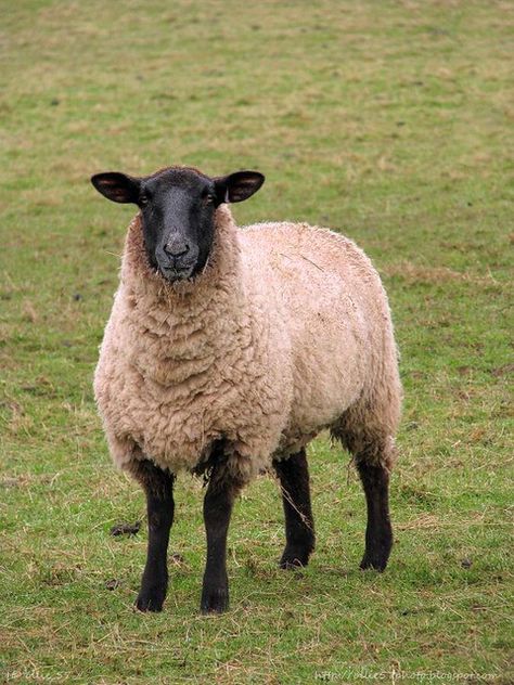 Black Faced Sheep, Suffolk Sheep, Sheep Face, Sheep Paintings, Sensory Learning, Sheep Breeds, Sheep Art, Animals Farm, Sheep And Lamb