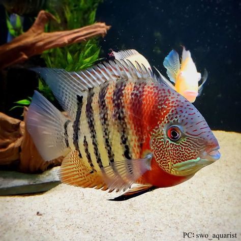 Red Tiger Severum Cichlid Fish Severum Cichlid, Indoor Aquarium, Community Fish Tank, African Cichlid Tank, American Cichlid, African Cichlid Aquarium, South American Cichlids, Cichlid Aquarium, Beautiful Tropical Fish