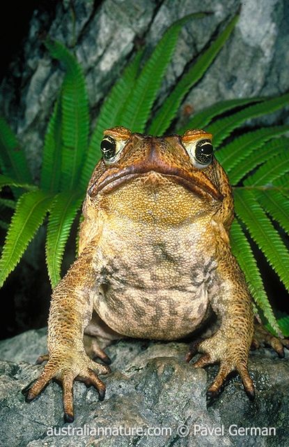 Cane Toad, Dart Frog, Australian Wildlife, Funny Socks, Frog And Toad, Reptiles And Amphibians, Toad, Amphibians, South America