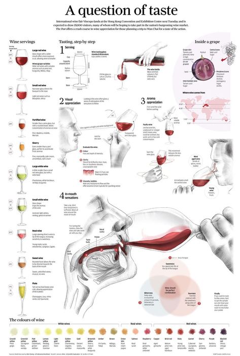 Wine Chart, Wine Knowledge, Wine And Canvas, Wine Tasting Party, Expensive Wine, Wine Poster, Serving Wine, Wine Guide, Tasting Party