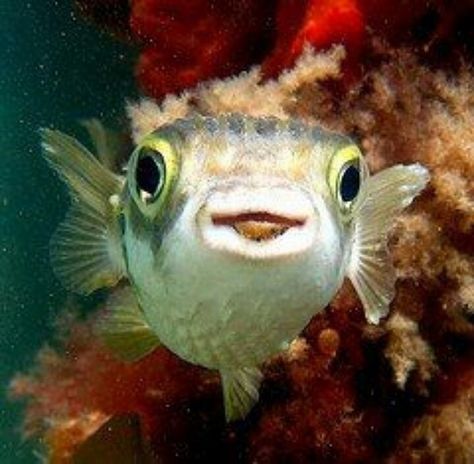 Pufferfish Drawing, Weird Fish, Puffer Fish, Marine Fish, Cute Fish, Oil Pastel Drawings, Fish Painting, Pastel Drawing, Fish Art