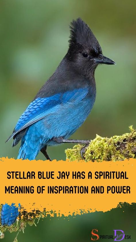 The Stellar Blue Jay has a spiritual meaning of inspiration and power. It is a symbol of hope, confidence, and perseverance, which encourages us to welcome change and explore our capabilities. In indigenous cultures, birds have often been regarded as spiritual messengers and the Stellar Blue Jay is one of them. #bluesteel #blues #igbirds #feathers #birdlovers #birdwatcher #adaptationnation Stellar Jay Spiritual Meaning, Stellar Jay Tattoo, Stellars Jay, Steller Jay, Stellar Jay, Bird Meaning, Blue Jay Feather, Feather Tattoo Meaning, Feather Meaning