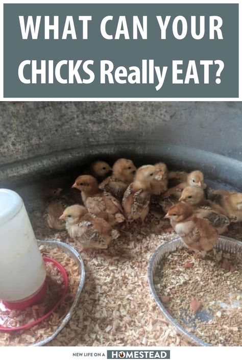 What Do Chickens Like To Eat, What Can Baby Chicks Eat, What To Feed Baby Chicks, Chicken Knowledge, Natural Chicken Feed, Chick Feed, What Can Chickens Eat, Chickens Coop, Chick Brooder