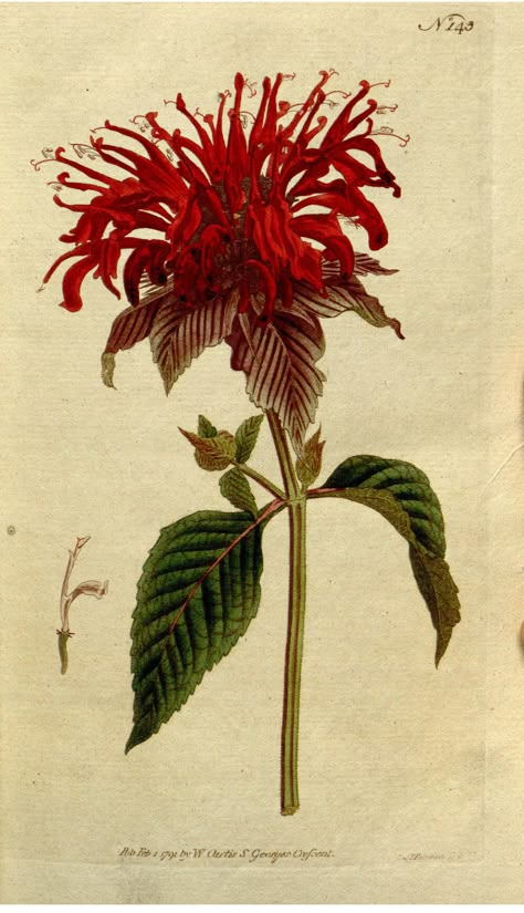 Wild bergamot, bee balm (1792) | Monarda fistulosa The Botanical Magazine, Volume 5: t. 145 (1792)   From the Swallowtail Garden Seeds collection of botanical photographs and illustrations. We hope you will enjoy these images as much as we do. Bee Balm Flower, Botanical Flowers Print, Science Illustration, Illustration Botanique, Bee Balm, Vintage Botanical Prints, Plant Drawing, Botanical Painting, Botanical Beauty