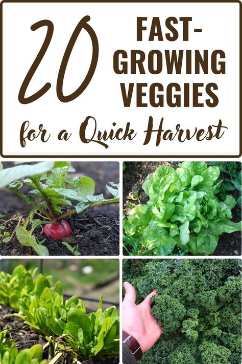 fast growing veggies pin Compost Mulch, Fast Growing Vegetables, Planting Tips, Plant Pests, Growing Veggies, Food Security, Dehydrator Recipes, Off Grid Living, Fast Growing