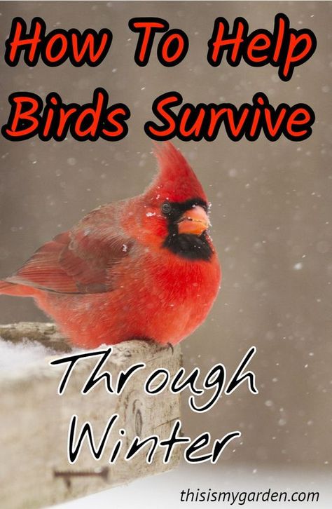 What you can do to help birds survive through the winter months. #birds #feeder # Survival Basics, Feeding Birds In Winter, Winter Bird Feeders, Birds Feeder, Backyard Birds Watching, Backyard Birds Sanctuary, Backyard Birds Feeders, Survive Winter, Homemade Bird Feeders