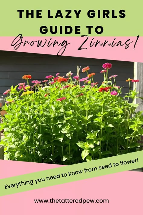 Save Zinnia Seeds, What To Plant With Zinnias Flower Beds, Zinnias In Flower Bed, Collecting Zinnia Seeds, Raised Zinnia Beds, Raised Flower Garden Beds Layout, Zinnias In Raised Beds, Summer Planting Flowers, Zinnia Raised Bed