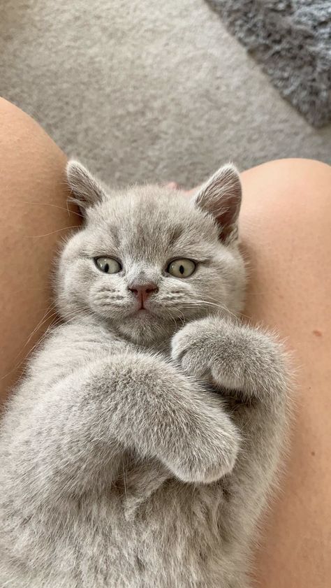 Adorable kitten British Short Hair Kitten, Short Hair Kitten, British Short Hair, Adorable Kitten, Short Hair, Kittens, Short Hair Styles, Hair, Animals