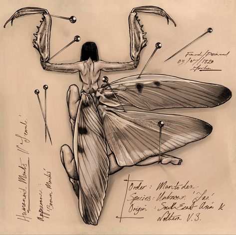 Fantasy Anatomy Sketch, Moth Study Drawing, Monster Anatomy Sketch, Insect Wings Reference, Insect Anatomy Illustration, Scary Insect Drawing, Fairy Anatomy Drawings, Bug Wings Drawing, Butterfly Anatomy Aesthetic