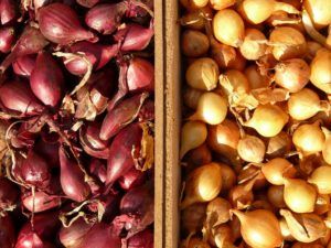 How to Preserve a Plethora of Shallots Crock Pot Soup, Fruit In Season, Preserving Food, Shallots, Winter Garden, Food Storage, Pre Order, Food To Make, Clean Eating