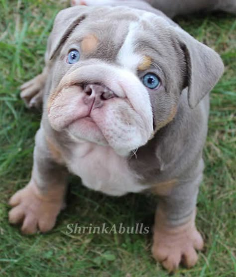 Lilac english bulldog puppy with clear blue eyes... I NEED IT!!! Clear Blue Eyes, Mini Bulldog, Cute Bulldog Puppies, Cute Bulldogs, English Bulldog Puppies, English Bulldog Puppy, Bulldog Puppies, English Bulldog, Beautiful Dogs