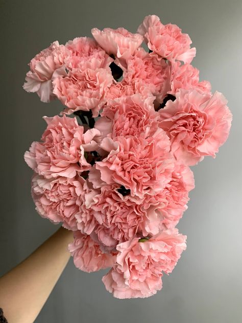 These light to medium pink carnations are long lasting must-haves. Light Pink Carnations Aesthetic, Light Pink Carnations, Pink Carnation Aesthetic, Carnation Flower Aesthetic, Carnations Aesthetic, Carnation Flower Arrangements, Pink Carnation Bouquet, Carnation Flower Bouquet, Carnations Bouquet