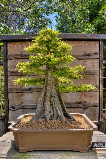 Swamp Cypress, Cypress Bonsai, Garden Bonsai Tree, Huntington Gardens, Cornus Florida, Bougainvillea Bonsai, Bonsai Fruit Tree, Tree Types, Bonsai Tree Types