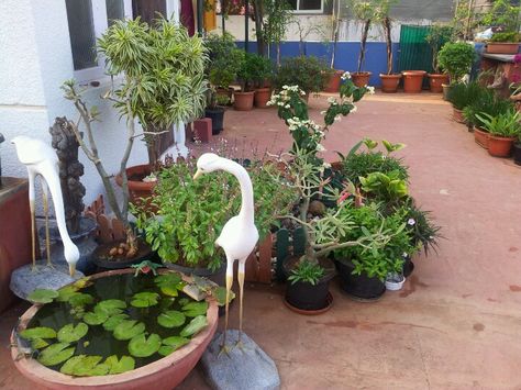 Lotus pond.... Lotus Pond At Home, Fish Ponds Backyard, Resort Decor, Terrace Gardening, Nursery Plant, Balcony Gardens, Local Fruit, Buy Plants Online, Small Fountains