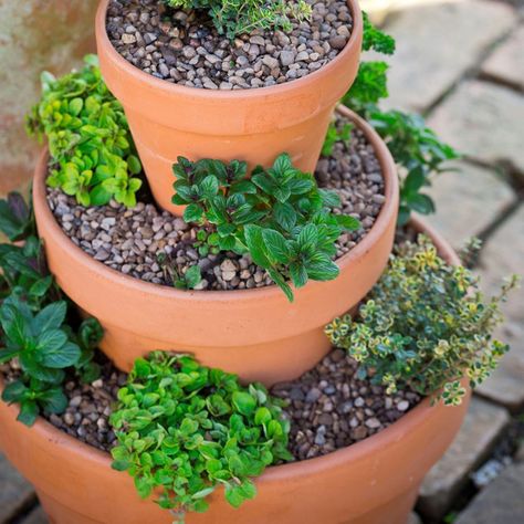 Quick and easy garden project: plant up an eye-catching herb pyramid Flowers For Beginners, Design A Garden, Design Garden Ideas, Small Garden Ideas, Potted Flowers, Tower Garden, Terracotta Plant Pots, Home Garden Design, Growing Seeds