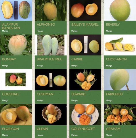 Mango Mania! An Authentic Florida Road Trip | Authentic Florida Landscaping With Fruit Trees, Mango Wine, Pine Island Florida, Florida Road Trip, Mango Varieties, Fairchild Tropical Botanic Garden, Pine Island, Mango Tree, Fruit Stands